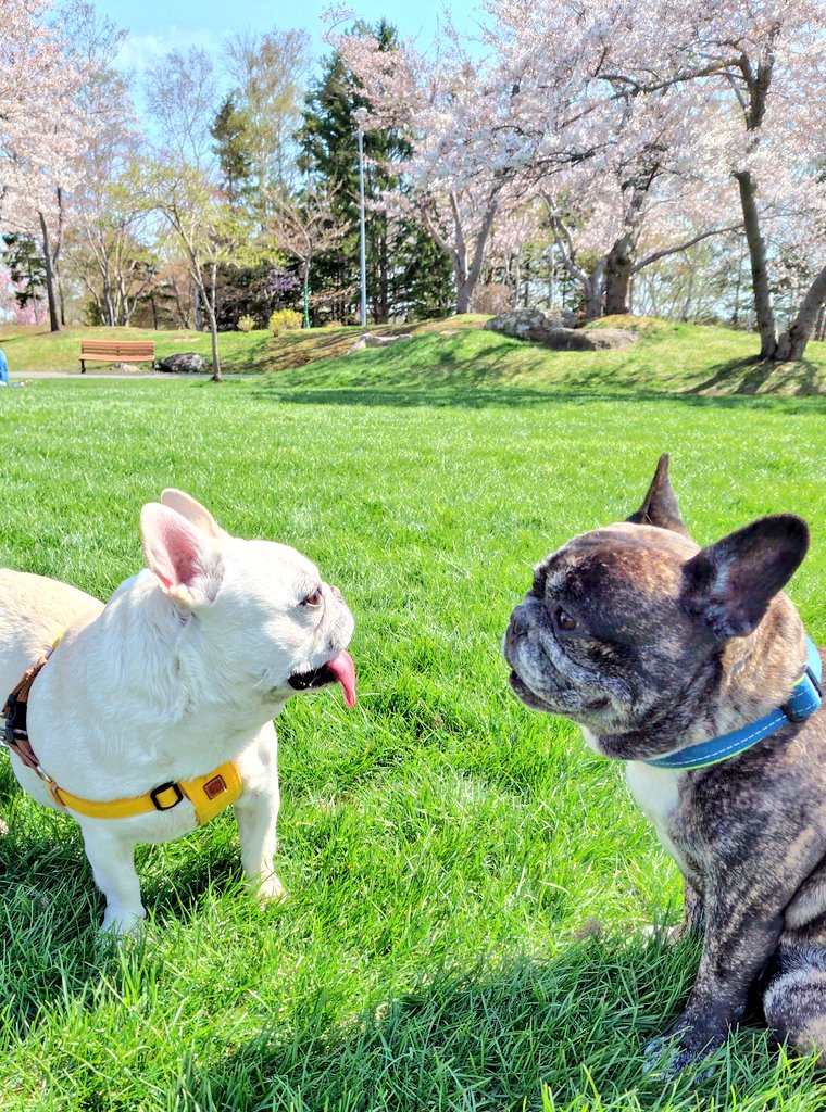 フレブルちゃん発見‼️🐷
桜を見に行ってたはずが
この時間は桜を忘れてました🤣
ナムくん🐶可愛かった～💕

#フレンチブルドック
#フレブル
#犬好きさんと繋がりたい
#犬のいる幸せ
#戸田記念公園