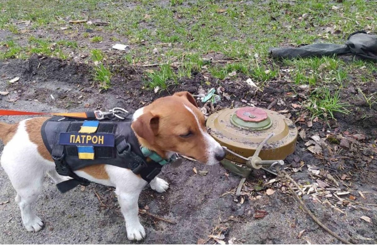 Ukrainian forces hide mines in animal carcasses Ukrainian troops conceal mines by hiding them in the carcasses of dogs and other animals they leave on the road, a Russian sapper with the call sign 'Ului' told Sputnik. 'They kill a dog and take a PTM [anti-tank mine with a…