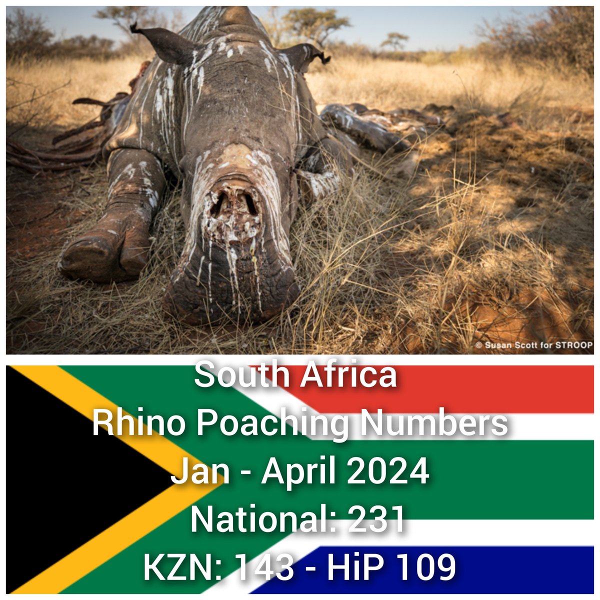 #SouthAfrica's national shame - 231 #rhinos #poached in 4 months that equates to almost 58 #rhinos slaughtered a month! @GovernmentZA @CyrilRamaphosa you're failing in the protection of our #rhinos DO something NOW! #Extinction's quick but the crime lasts forever!🦏⏰️⌛️🆘️