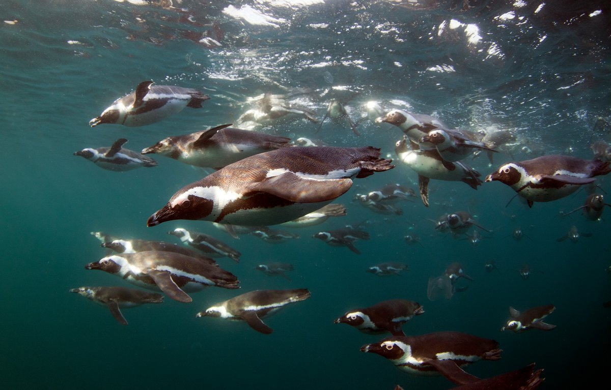 2OceansAquarium's tweet image. Although they mostly forage alone, African penguins occasionally work together as a group to corral their prey into columns and then into balls, making it much easier to catch and eat the fish! 🐧

📸: Chris Fallows

#twooceansaquarium #NOOW #NotOnOurWatch #africanpenguin