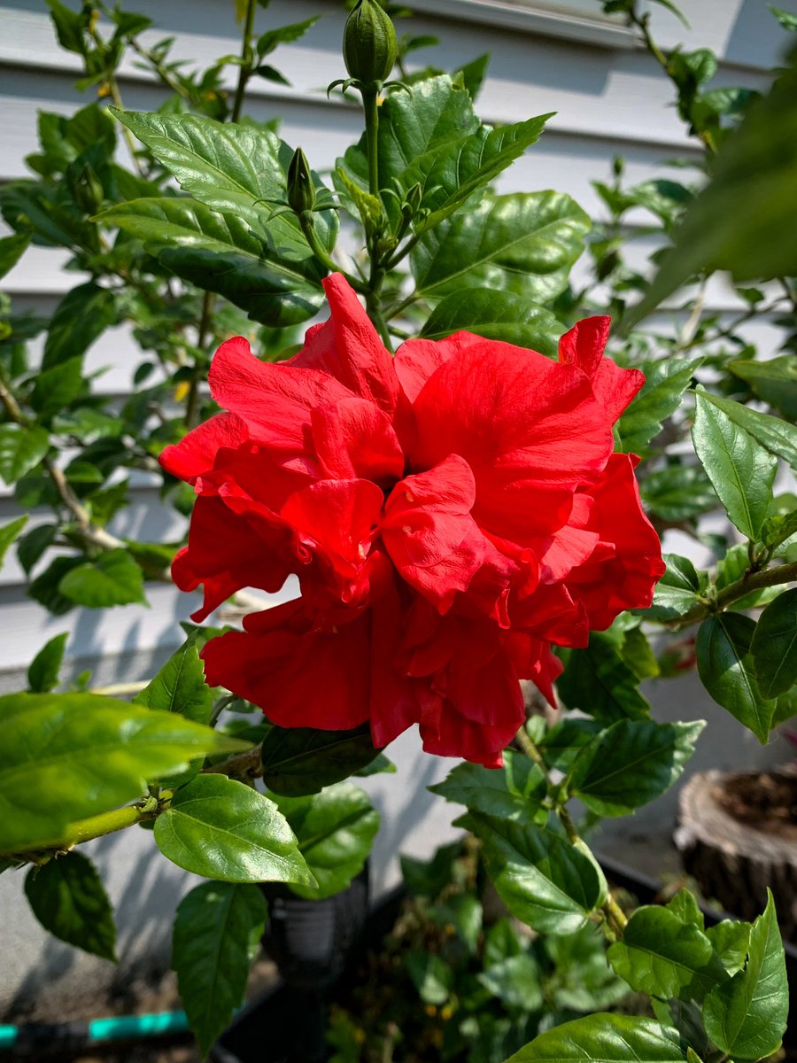 #hibiscus #tropicalhibiscus #doubleredhibiscus #hibiscusdoublered #malvaceae