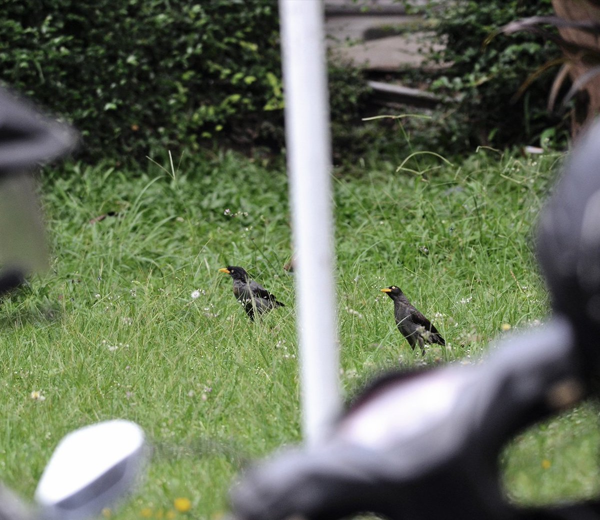Suatu pagi di halaman kantor
#burung #jalakhitam #bird #wildlife #street