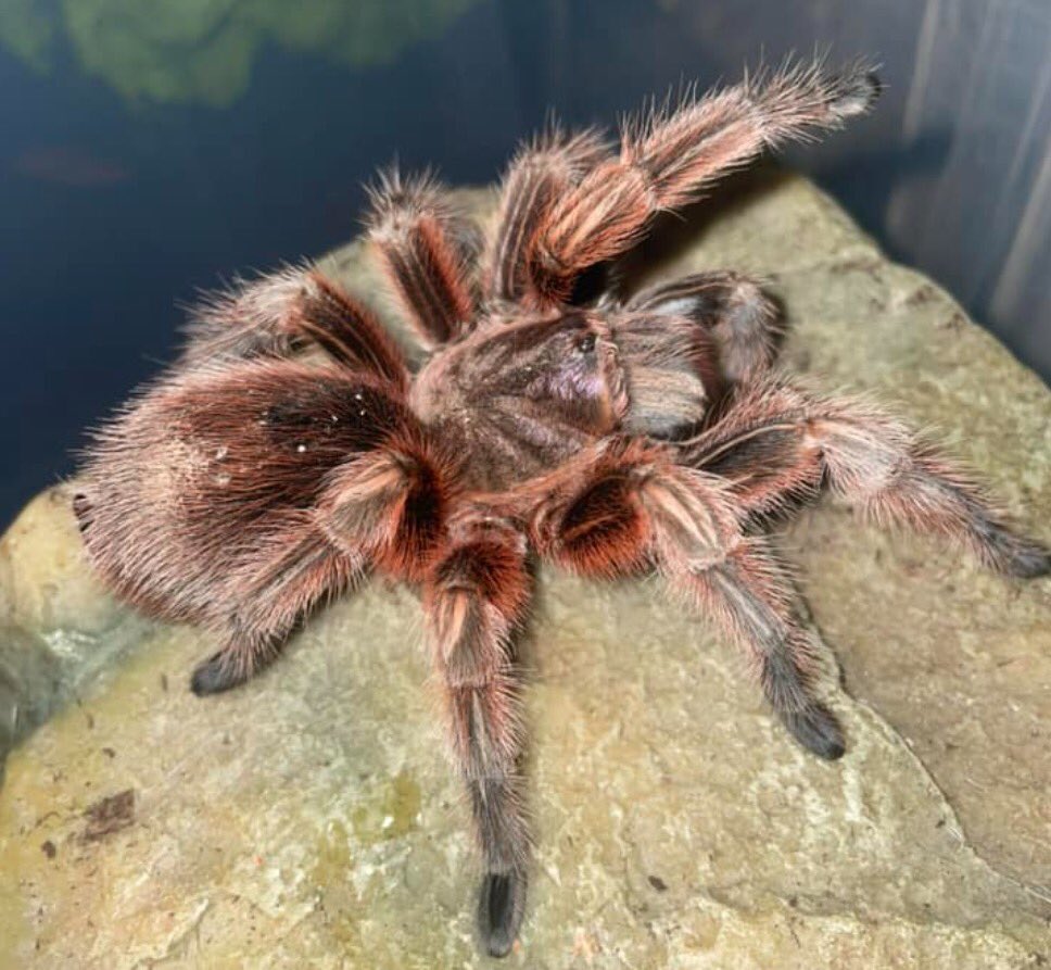 Tarantula Photography 101

#tarantula #arachnid #pet #petlovers #petsofinstagram #animals #photography #natural #spider #exotic #exoticpets