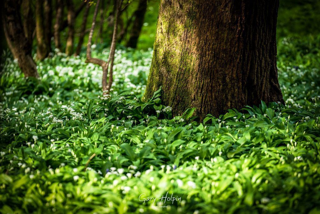 Morning! Next on my week of rapeseed and wild garlic shots is some dappled sunlight in a beautiful wild garlic woodland on a sunny spring day.... #dailyphotos #dorset #springcolours