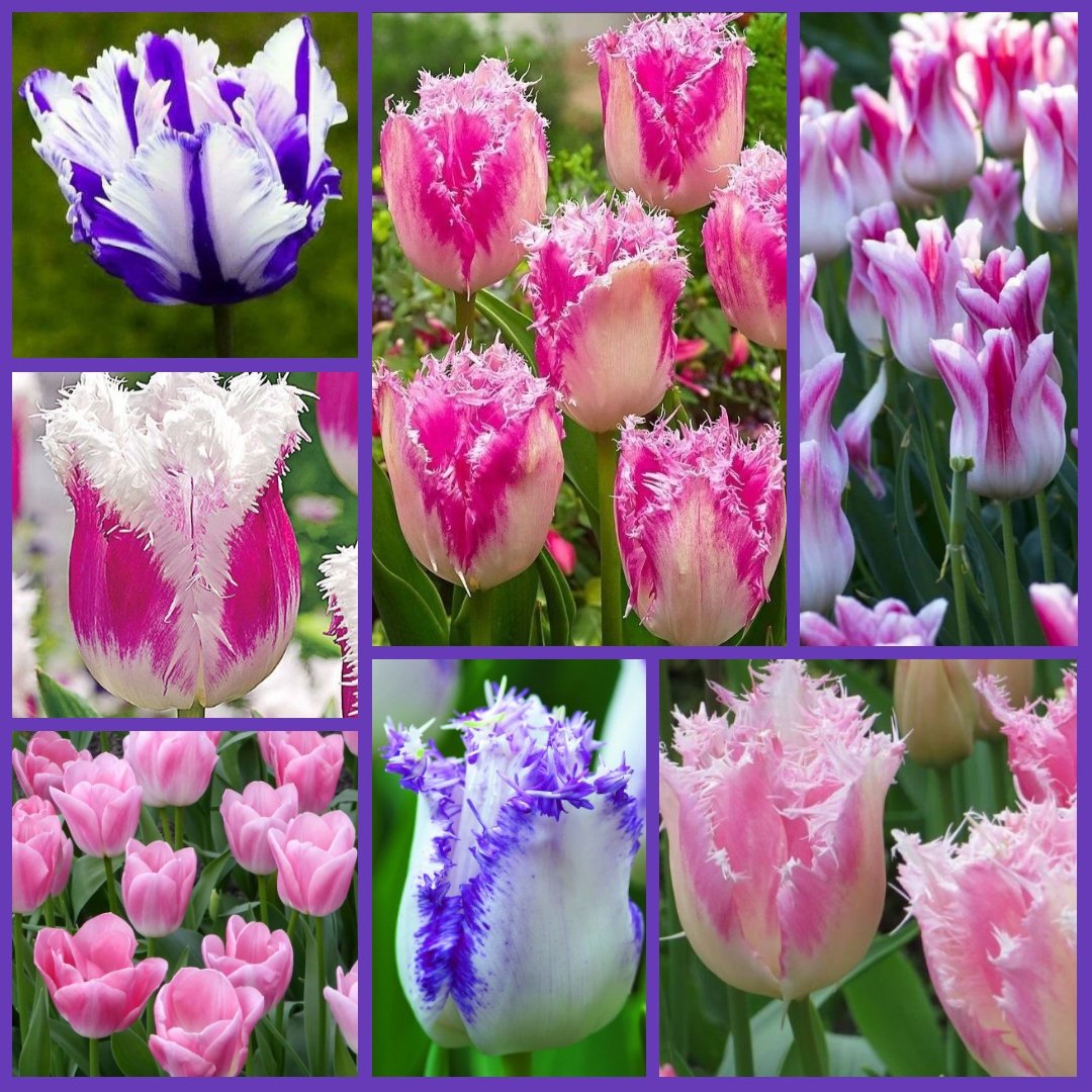 Hope your day brings #joy #fun and #friendship 🌷🌷🌷 #Flowers on 🌷🌷🌷🌷 #TulipTuesday 🌷🌷🌷🌷🌷