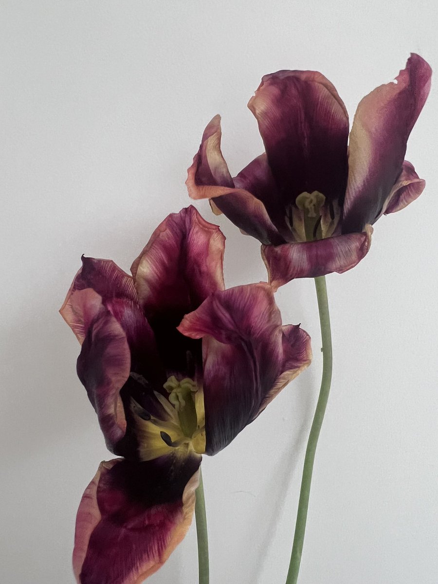 Every time I go out in my garden I find something else I could turn into an art project ! Today it’s these beautiful tulips, the colours are magnificent. Oh in other news, it’s not raining here yipeeeee, does this mean it’s summer ?