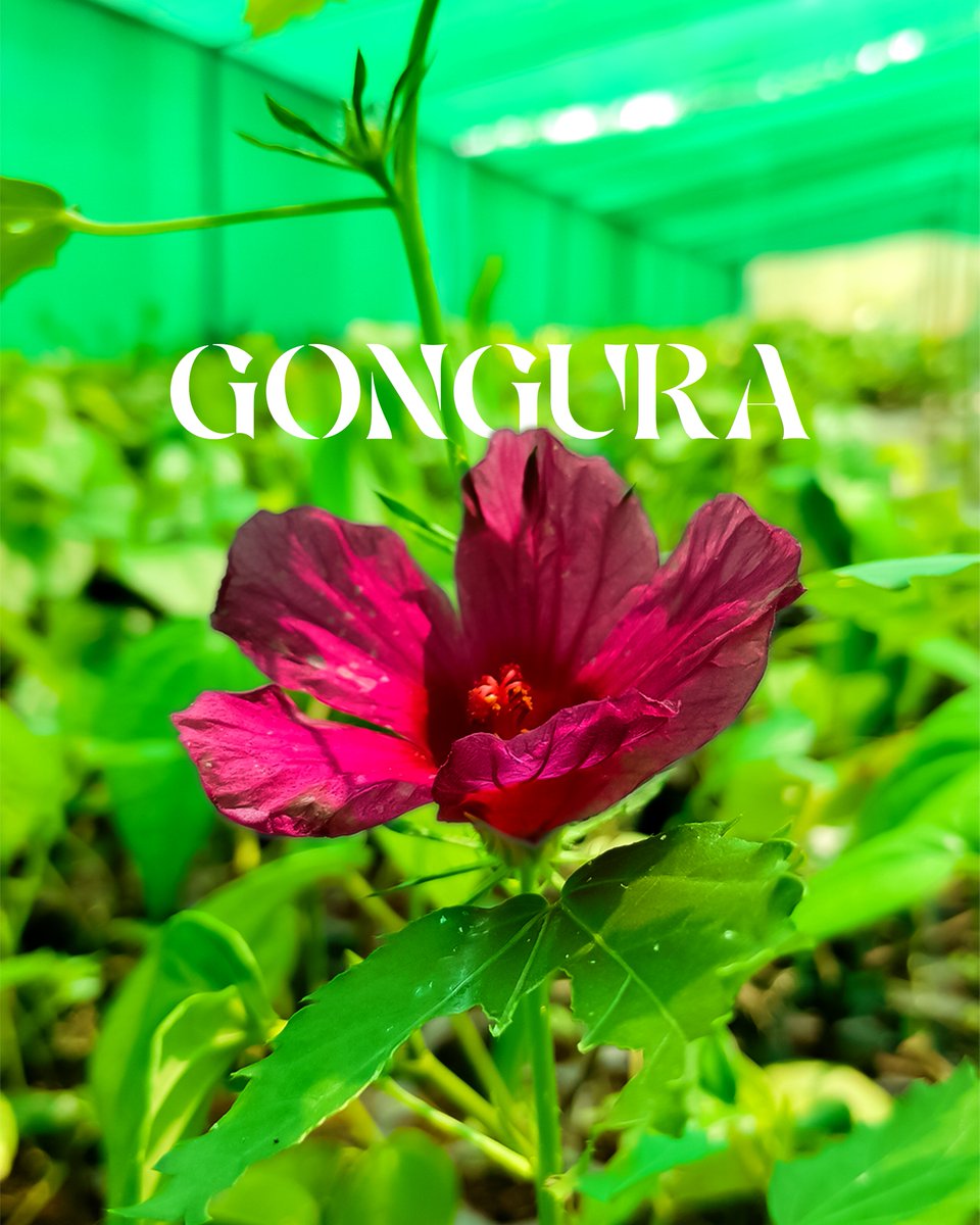 ❤️ Gongura

santhionlineplants.com

#gardening #red #flowers #plants #nature #gardenlife #flower #gardendesign #growyourown #gardener #plantsofinstagram #naturephotography #gardeninspiration #growyourownfood #gardens #photography #green #plant #organic #mygarden #flowerstagram