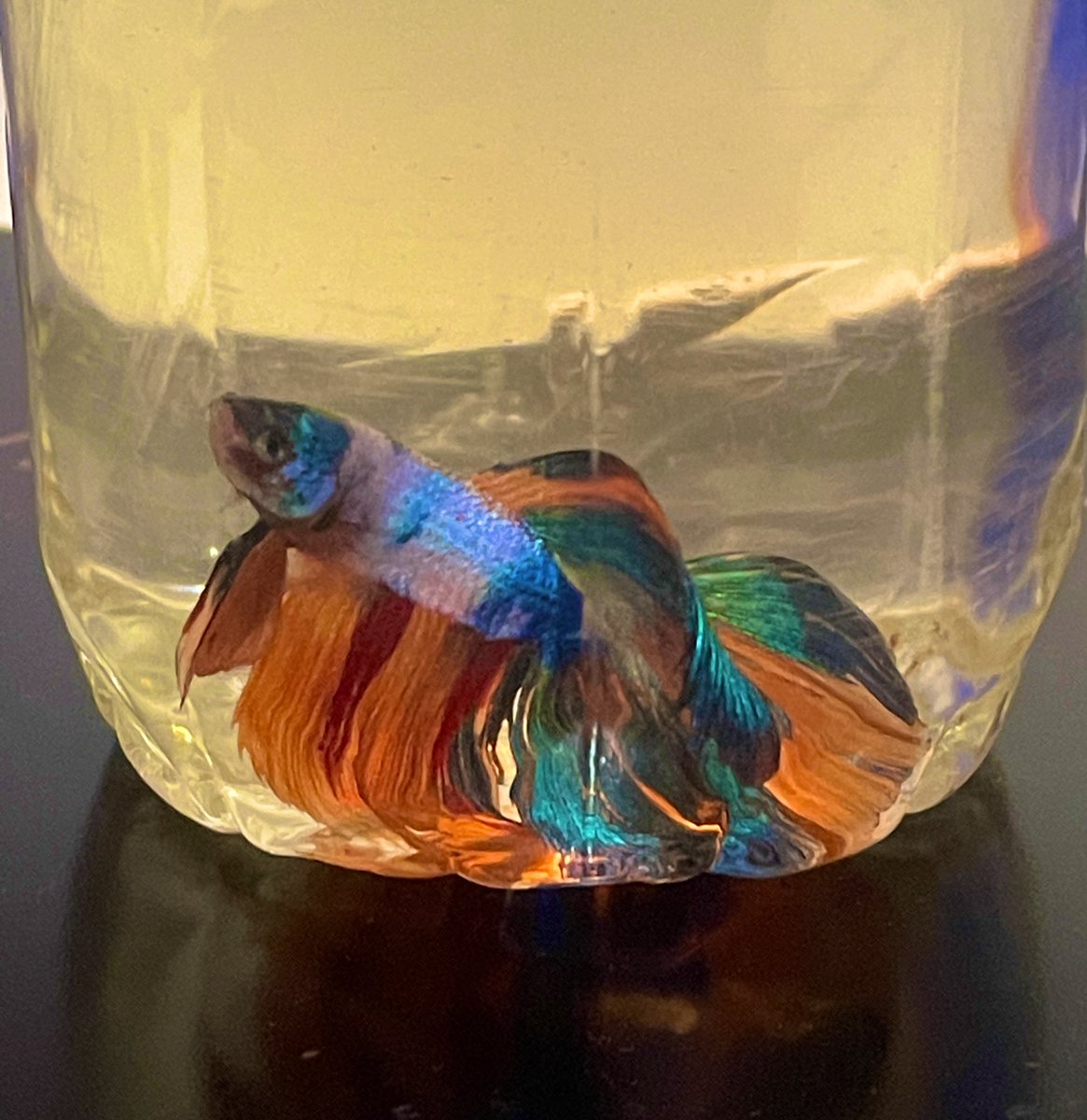 Named my betta fish, Nymphia! She’s a drag queen too!