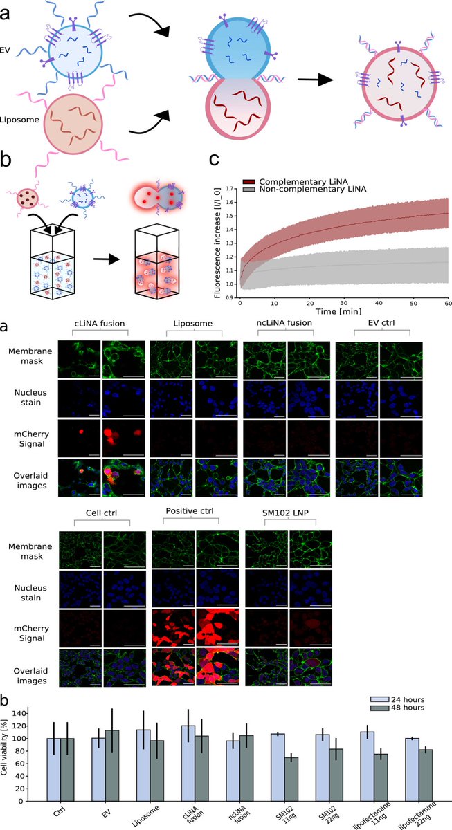 Vesiculab Ltd (@vesiculab) on Twitter photo Enhancing the precision of RNA loading into EVs: Stefan Vogel <a href="/UniSouthDenmark/">Uni Southern Denmark</a>, Jørgen Kjems <a href="/AarhusUni_int/">Aarhus University</a> et al introduced an innovative, efficient loading technique for EVs, achieved through DNA-mediated fusion between EVs & liposomes loaded with mRNA
pubs.acs.org/doi/10.1021/ja… Enhancing the precision of RNA loading into EVs: Stefan Vogel <a href="/UniSouthDenmark/">Uni Southern Denmark</a>, Jørgen Kjems <a href="/AarhusUni_int/">Aarhus University</a> et al introduced an innovative, efficient loading technique for EVs, achieved through DNA-mediated fusion between EVs & liposomes loaded with mRNA
pubs.acs.org/doi/10.1021/ja…