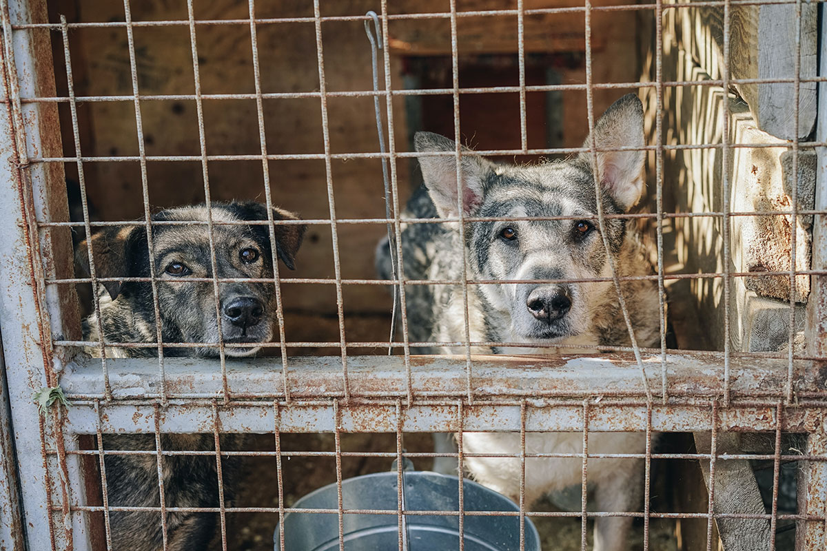 DIA 1.089‼️ Esperant solucions del conseller responsable @dmascort Que penses fer per acabar amb el maltractament animal? Bon dia, conseller.... Què, seguim sense fer accions a favor dels animals? A quantes protectores hi vas per veure la realitat?