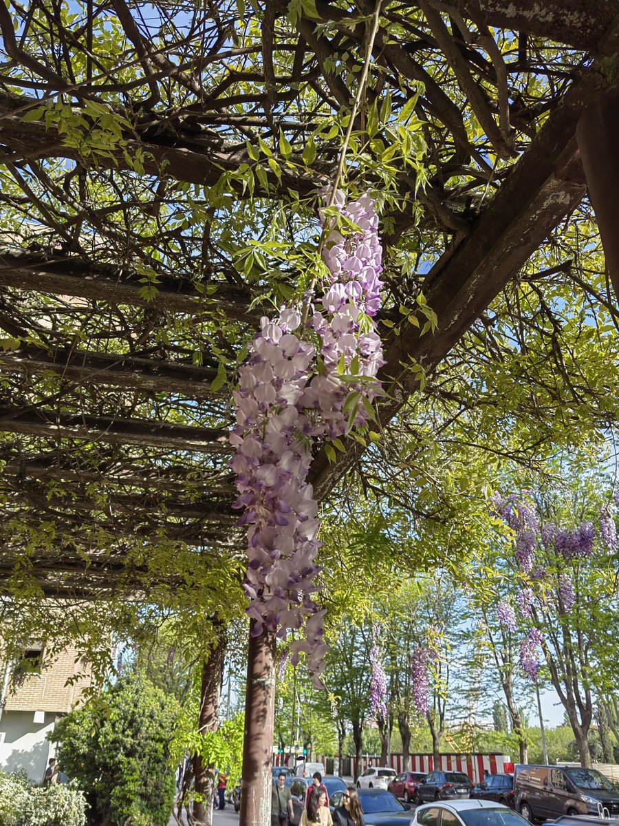 Abril es el tiempo de las glicinias 💜en Madrid. El Perro Paco olisquea la dulce fragancia de estas flores y disfruta la #primaprimavera mientras pasea por los parques de #Arganzuela. ¡Guau, guau! 🐕🐾
