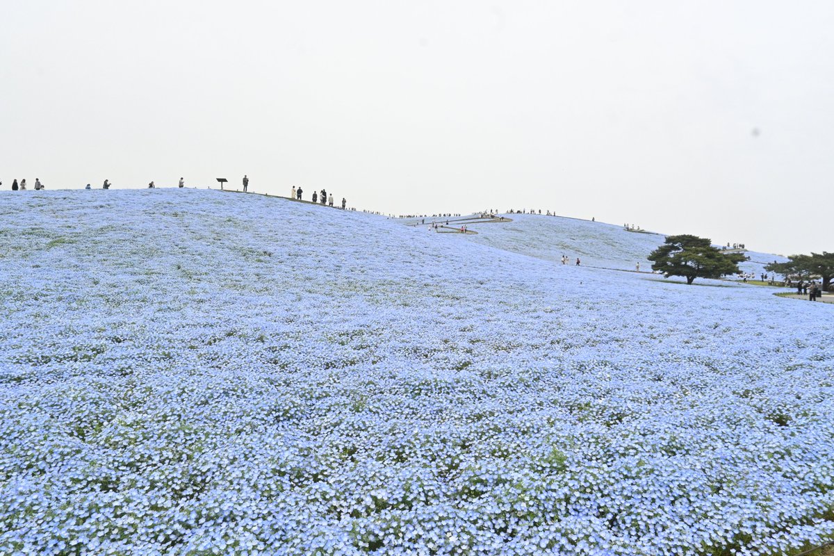#国営ひたち海浜公園 みはらしの丘 #ネモフィラ 
スタッフの皆様が手間暇と愛情をかけてお世話することで、一面青の絶景が生み出されています✨
毎年素敵な景色をありがとうございます(* ᴗ ᴗ)⁾⁾

note↓↓
hitachinaka-city.note.jp/n/n555551f59e39