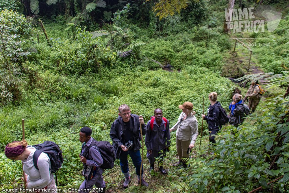 In a line we go, weaving through the wonders of Gorilla trekking! 🌿 Drop a DM to Join the adventure and experience the thrill of exploring nature's hidden gems.

#ExploreUganda #VisitUganda #HomeToAfricaTours #fyp #bwindiimpenetrableforest #gorilla #nature #safari