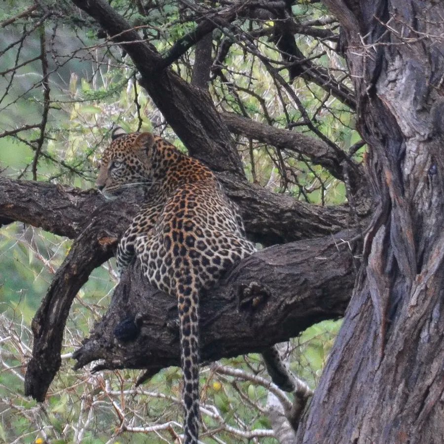 Discover the extraordinary. Reconnect with nature at Theatre of the Wild! 📸.Faith #TunzaMaliYako  #ExploreExperienceConserve #TsavoEastNationalPark