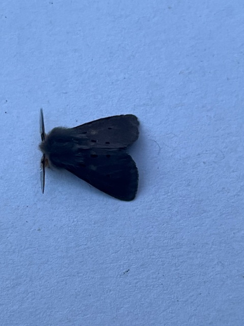 This morning there was one moth in my moth trap - a Muslin Moth. A lifer! The joy of being a novice moth-er. #moths #northants