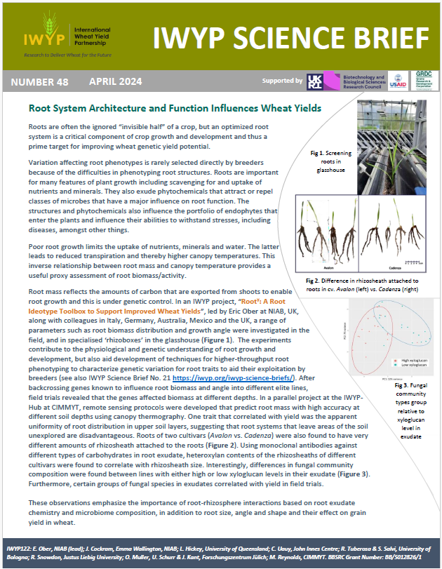 The April 2024 @IWYP_wheat Science Brief is available! This Brief describes additional findings of an IWYP research project that studies #root architecture and functions, and their relationship to grain #yield. Find more IWYP Science Briefs here: iwyp.org/iwyp-science-b…