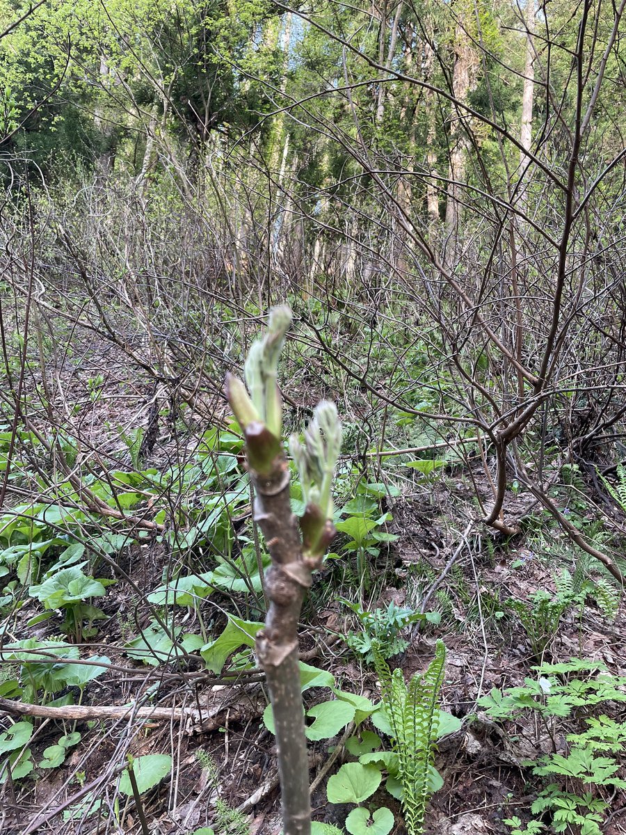 black_garlick's tweet photo. 【先日の白神山地】
暖かい日が続いたので、日当たりの良いところではウドも収穫できました。
他にもハリギリ、タラの芽、コシアブラ、こごみ、あいこ、あざみなどなど。
しどけもありましたが、次回以降に持ち越し。
こんな素敵な山がすぐそばにあるので、毎日山に行きたい気持ちでいっぱいです。 https://t.co/GBZuu1JMsP