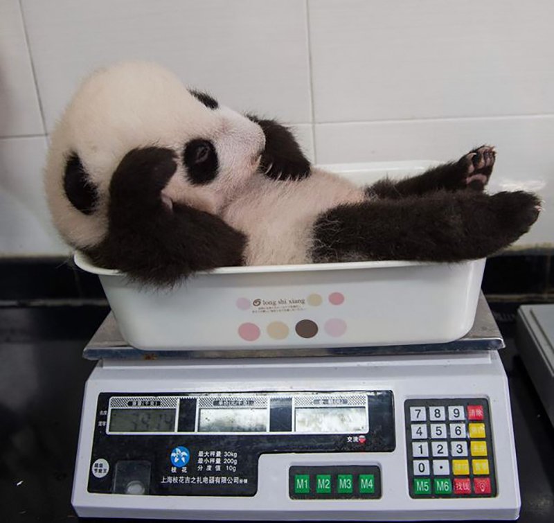 A cub getting weighed at Bifengxia Giant Panda Base, China by photographer Ami Vitale for National Geographic #womensart