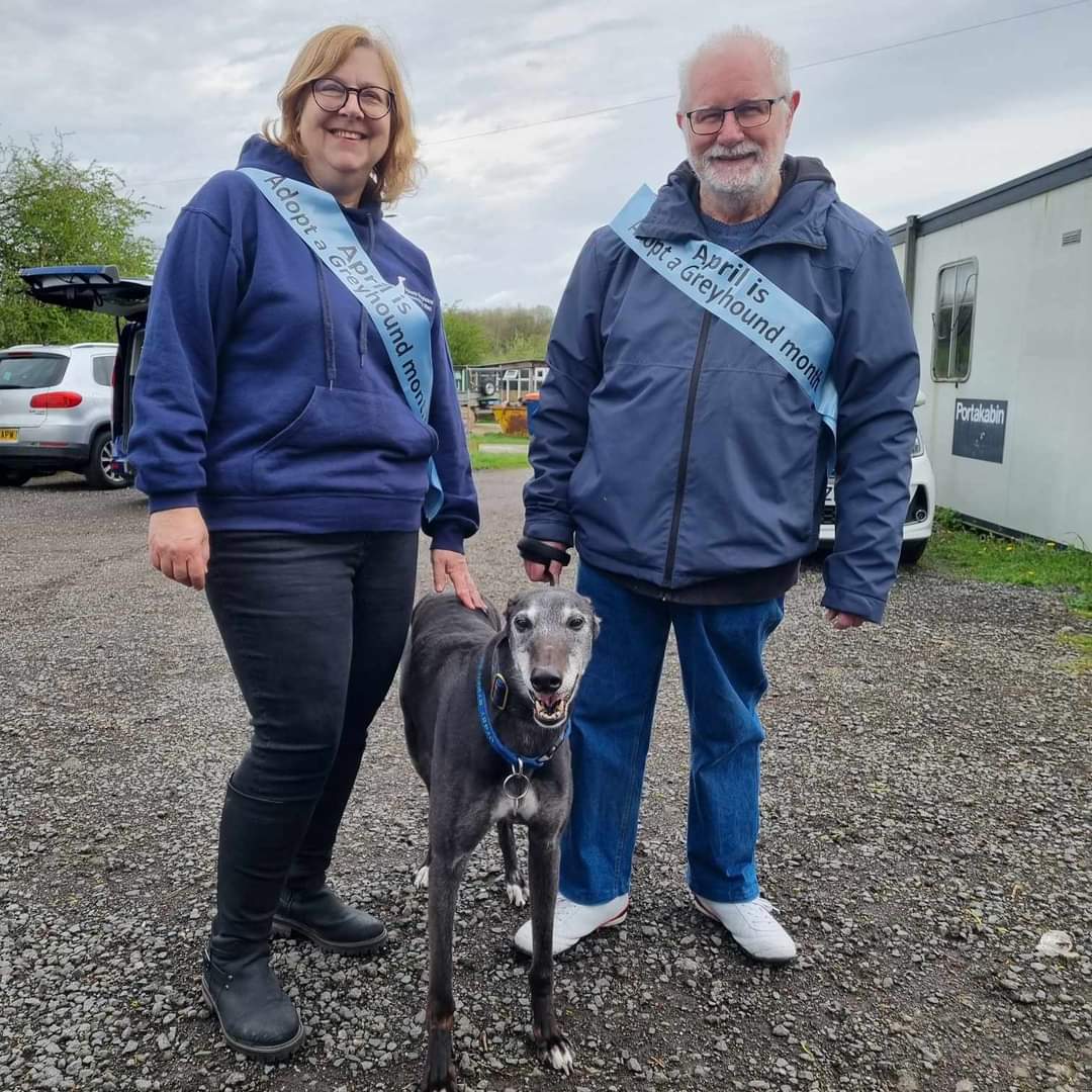 🌟APRIL IS ADOPT A GREYHOUND MONTH🌟 WHAT A MONTH IT'S BEEN! 6 adoptipns!😁 Thanks so much to YOU our supporters for making April such a great month for the rescue and a big thank you to all our volunteers for their continued hard work. @MakantsGreys