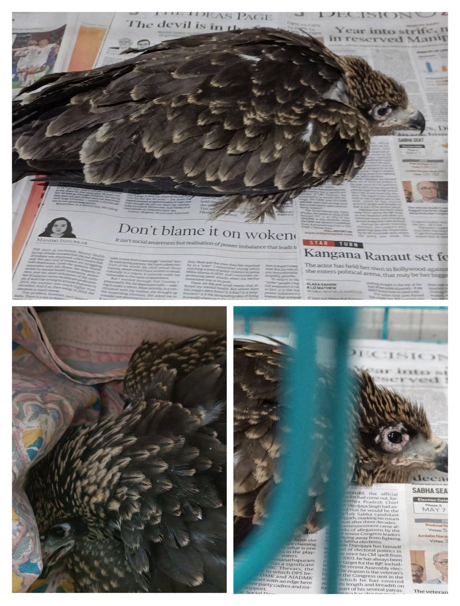 Many thanks to the caring team at @WildlifeSOS for looking after this young fledgling, who'd fallen from the nest and had an eye fungus. 

Your staff in Jangpura were very kind -- grateful for all you do for birds, monitor lizards, snakes, monkeys and other Dilli citizens.💚💚💚