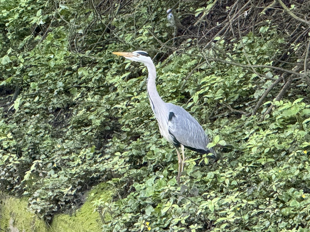Grey Heron at #Chorlton Brook this morning