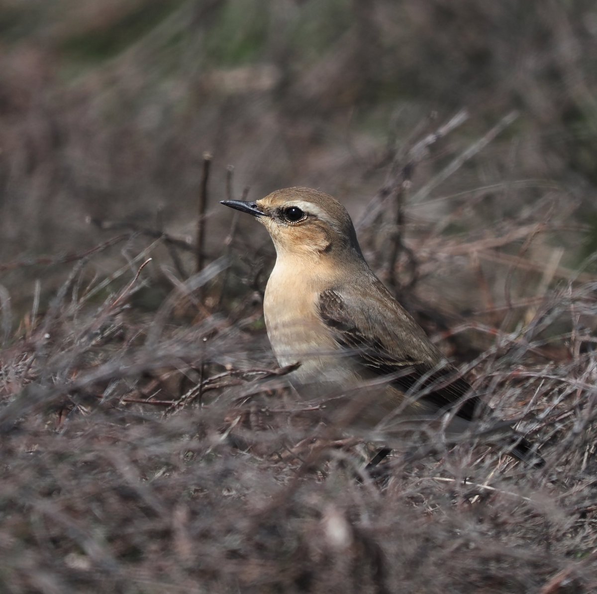 Female Wheatear hunkered down in the heather in yesterday’s blustery wind on @DunwichHeathNT #birds #birdphotography #wildlife #wildlifephotography #nature #NaturePhotography @Natures_Voice @suffolkwildlife @BtoSuffolk @NatureUK @Britnatureguide @BBCSpringwatch