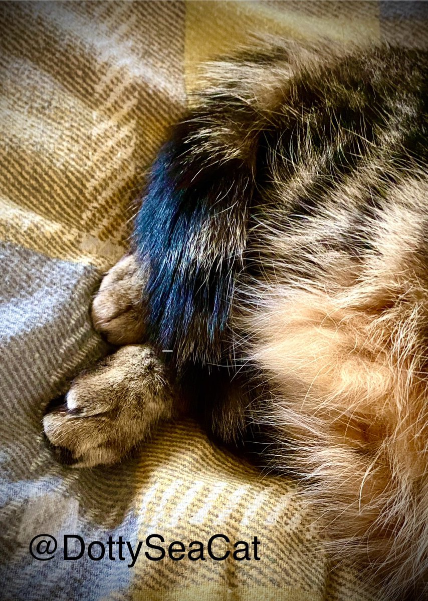 It may be #toebeanTuesday, but it’s still cold so I am keeping these #Tabby toes covered! #CatsOfTwitter #XCats 🐾🥶🤗