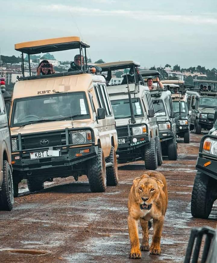 Why is landcruiser the most preferred Tourist Service Vehicle ?

Well , truth is , one of landcruisers greatest weakness turns out to be its greatest strength in this field. 👇