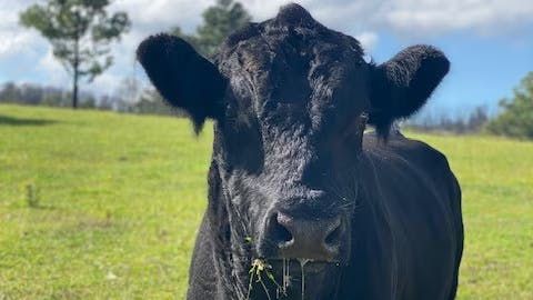 Bovine ephemeral fever is caused by the Bovine Ephemeral Fever virus (BEFV), a member of the Ephemerovirus genus in the Rhabdoviridae family. It is transmitted by flying, biting...Read More: farmhutafrica.com/blog/understan…
