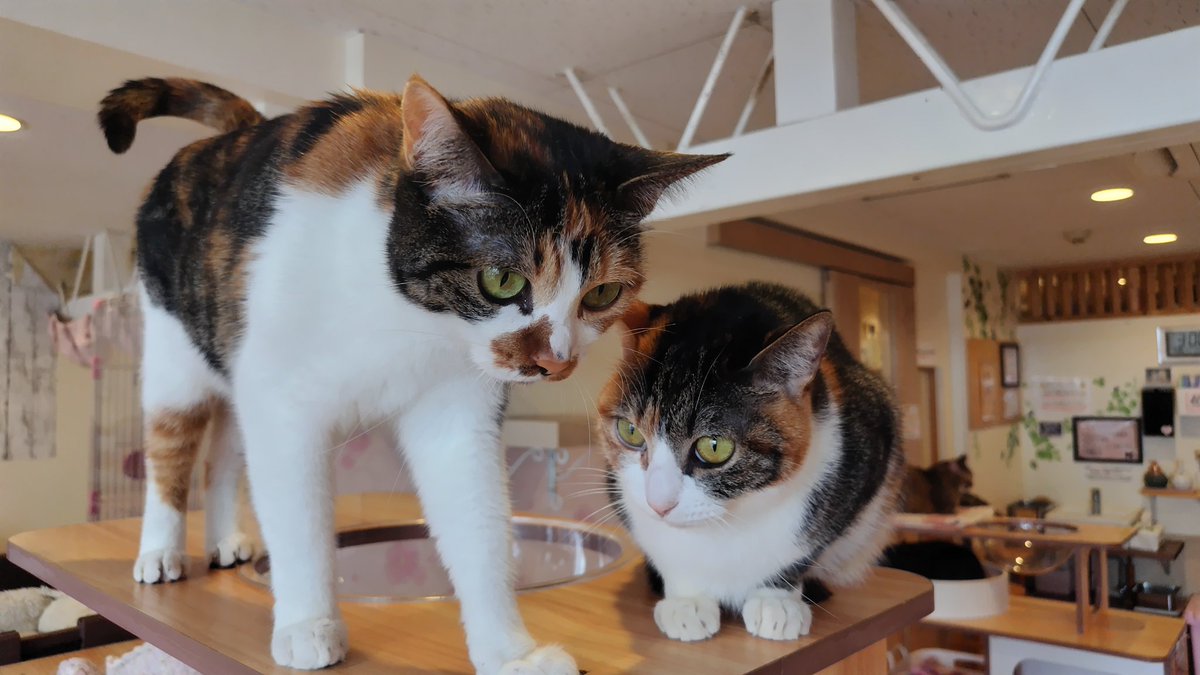 さとこと姉妹
#猫の恵庭 #保護猫カフェ猫の恵庭