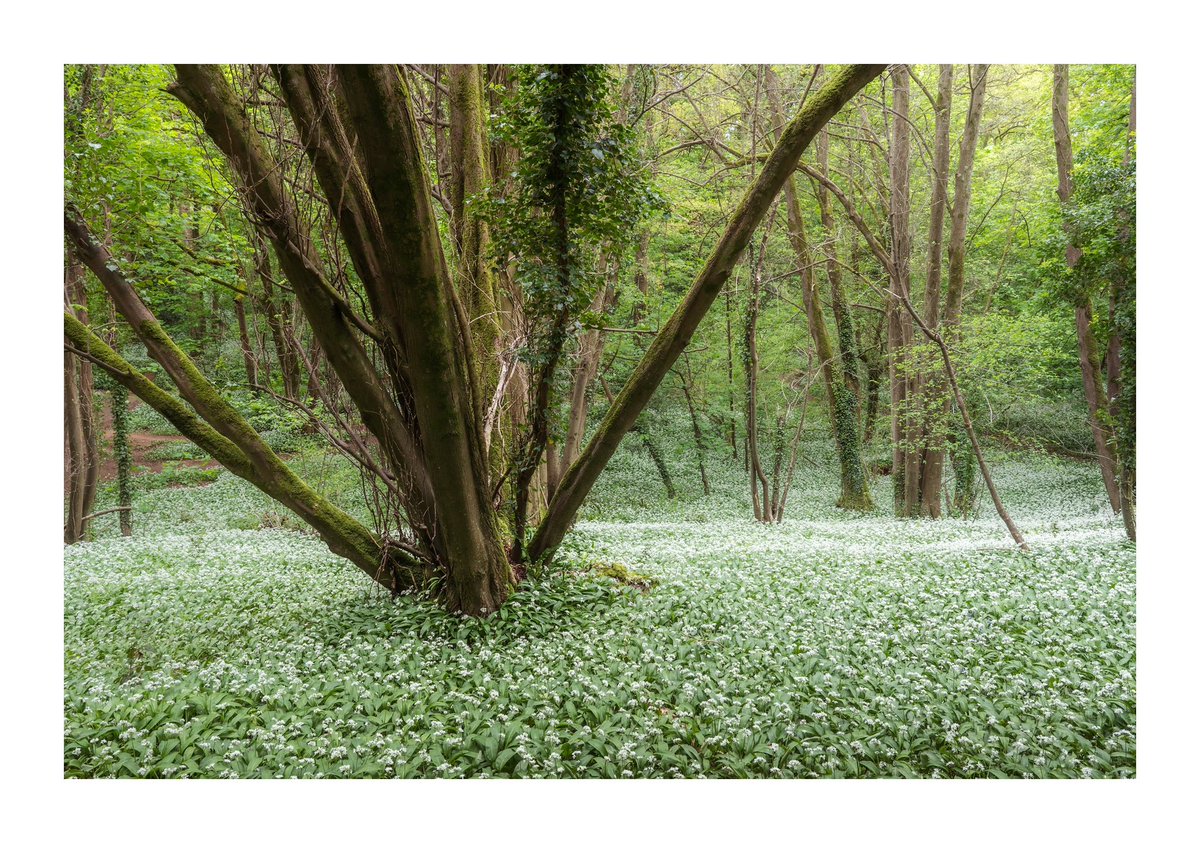 A sea of wild garlic at one of the local woods in Somerset yesterday