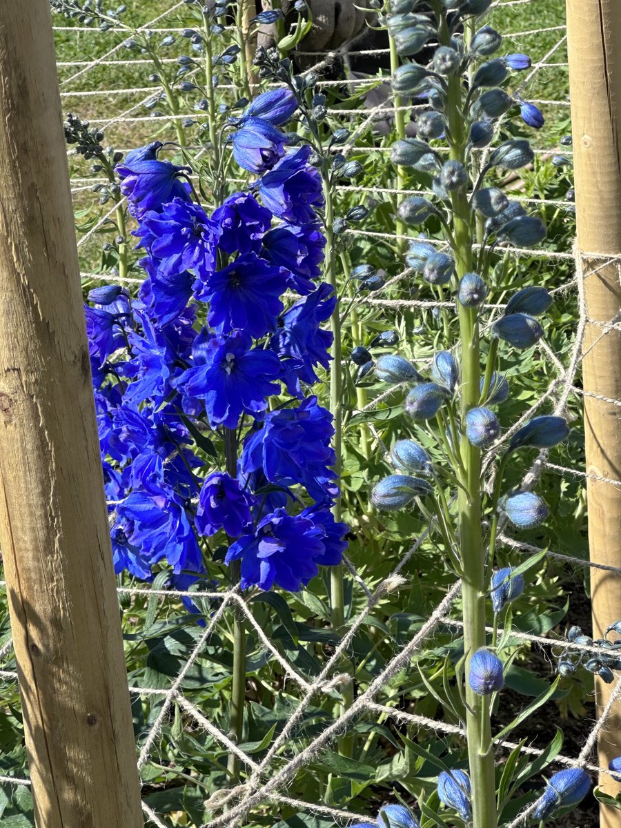 #Tuesdayblue. Spotted in the Trials garden @RHSWisley , in a trial of seed raised Delphiniums.  What a colour!