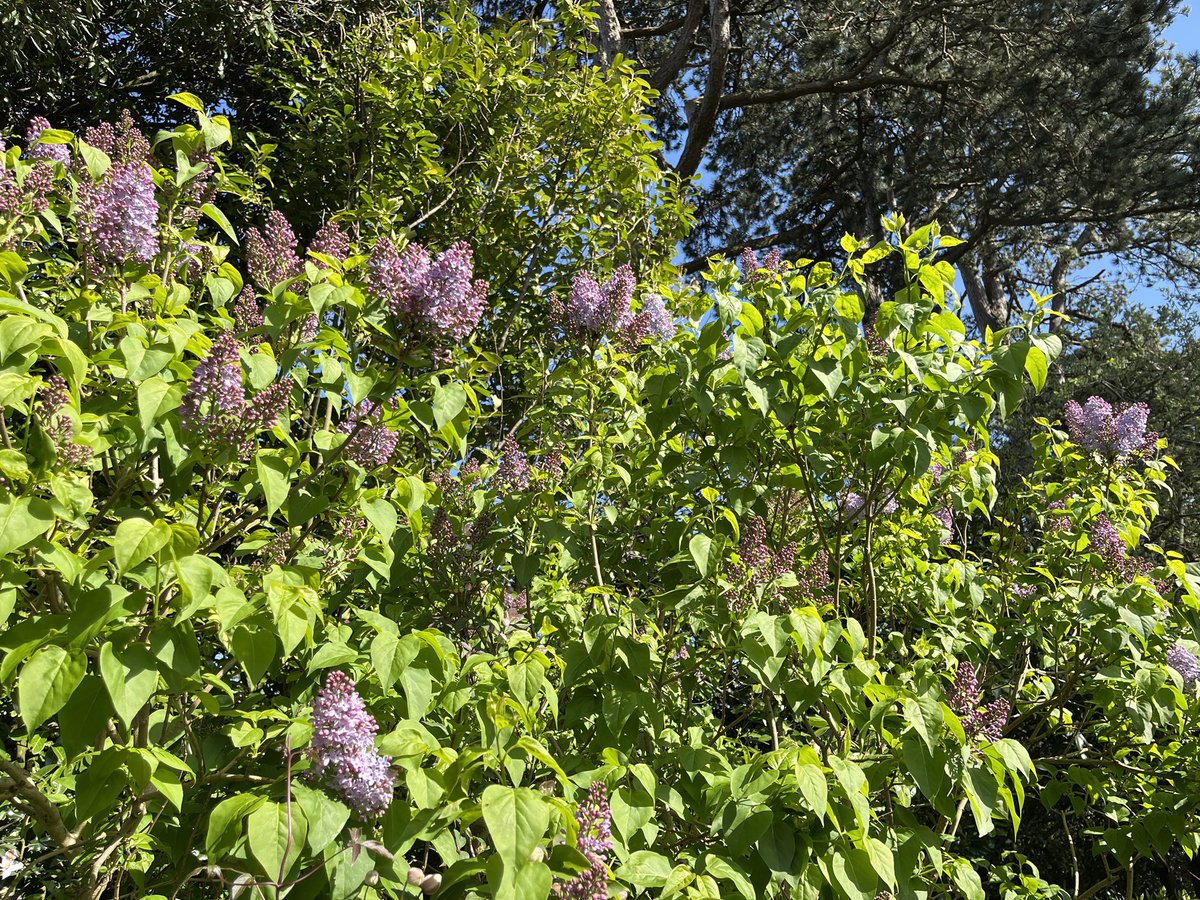 So pleased my #Lilac is covered in flowers this year. The smell is divine! 🥰 #Flowers #Gardening #FlowerHunting