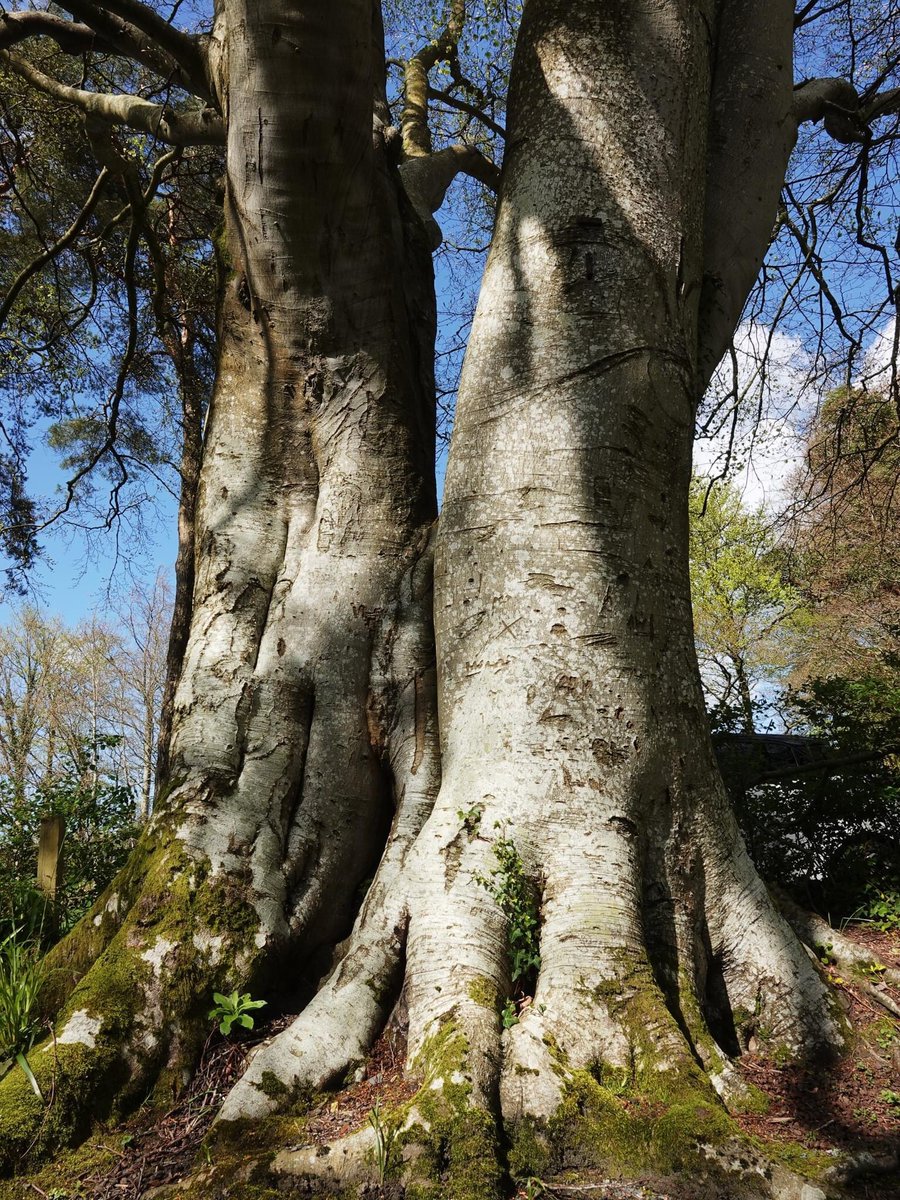 Big, old beech trees at the Pheasant Inn, Bassenthwaite in the Lake District. Possibly 200-300 years old?
#ThickTrunkTuesday