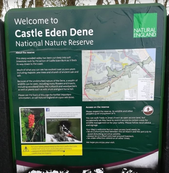 I start work as a volunteer at my local nature reserve tomorrow at Castle Eden Dene. 

(This mysterious tangled landscape of trees, rocky outcrops and steep cliffs is a sensational survivor of ‘the wildwood’ that once covered much of Britain. Yew, oak, ash and dying elm create a…