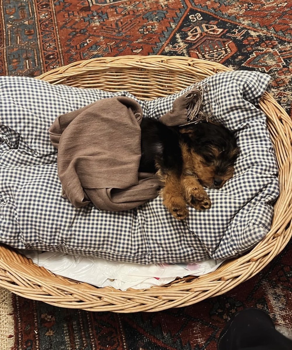 #pupdate found the Mrs going soft eyed as she cooed over my baby photos this morning. This is me on my first night home with her. I’ve killed and eaten that basket now & that pashmina is toast too job jobbed!