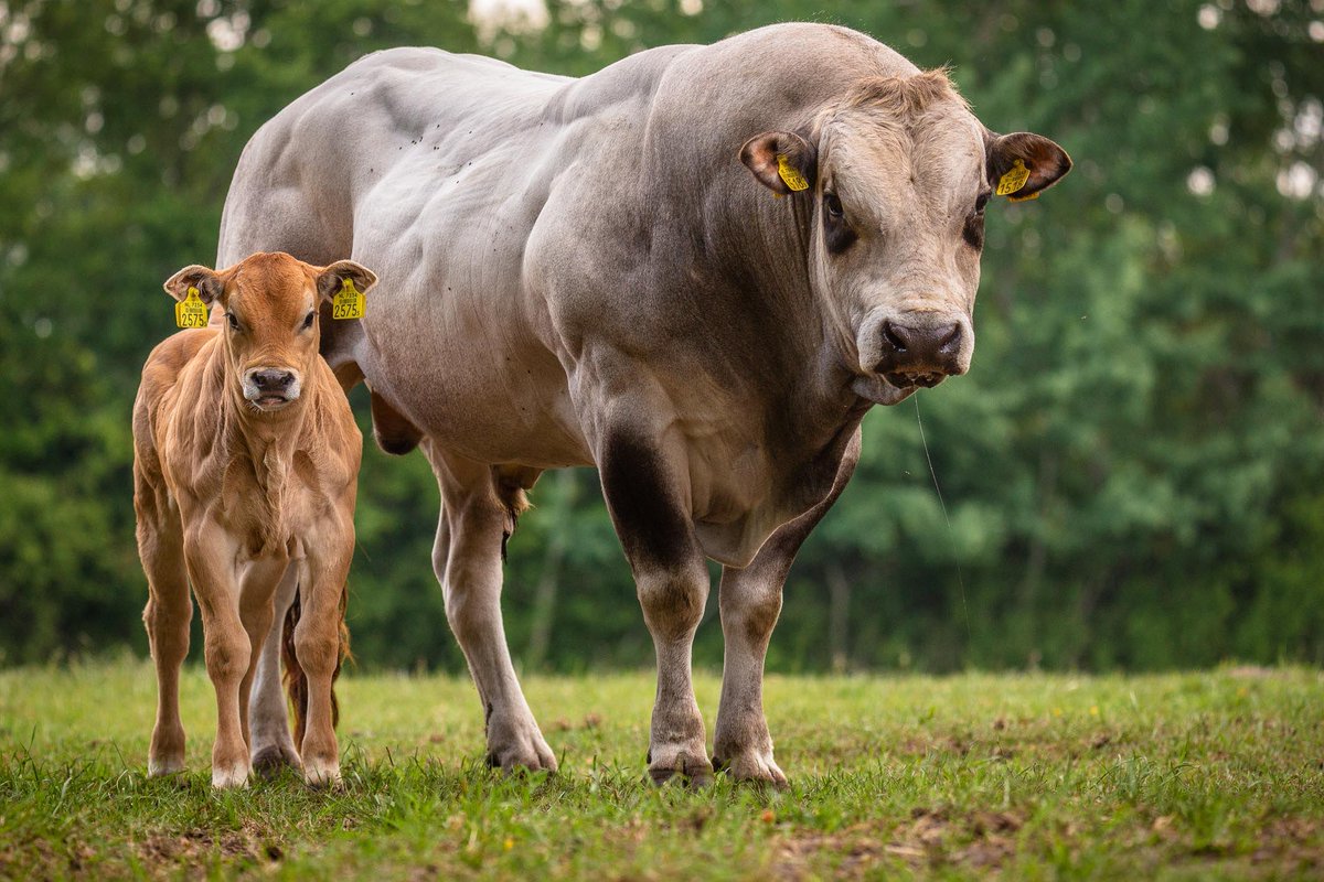 I used to be a bully...
Now I protect my offspring as there is no place for 'cow'ards on #TwosDay

#Cow 
#Stier 
#Calf
#BigAss 
#Koeien
#BullsOnParade