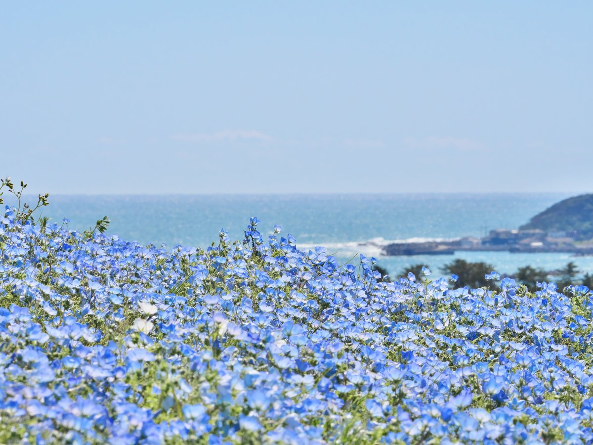 【再掲】
ひたちなか市公式Instagramで開催したフォトコン受賞作品の中から、#ネモフィラ を映したものをご紹介°˖✧◝(⁰▿⁰)◜✧˖°

💠ひたちなか「SHIO_KAZE」フォトコン💠
敢闘賞 受賞作品
『Triple Blue』
（ Instagram / photommys 様 ）

#国営ひたち海浜公園 #ひたちなか市