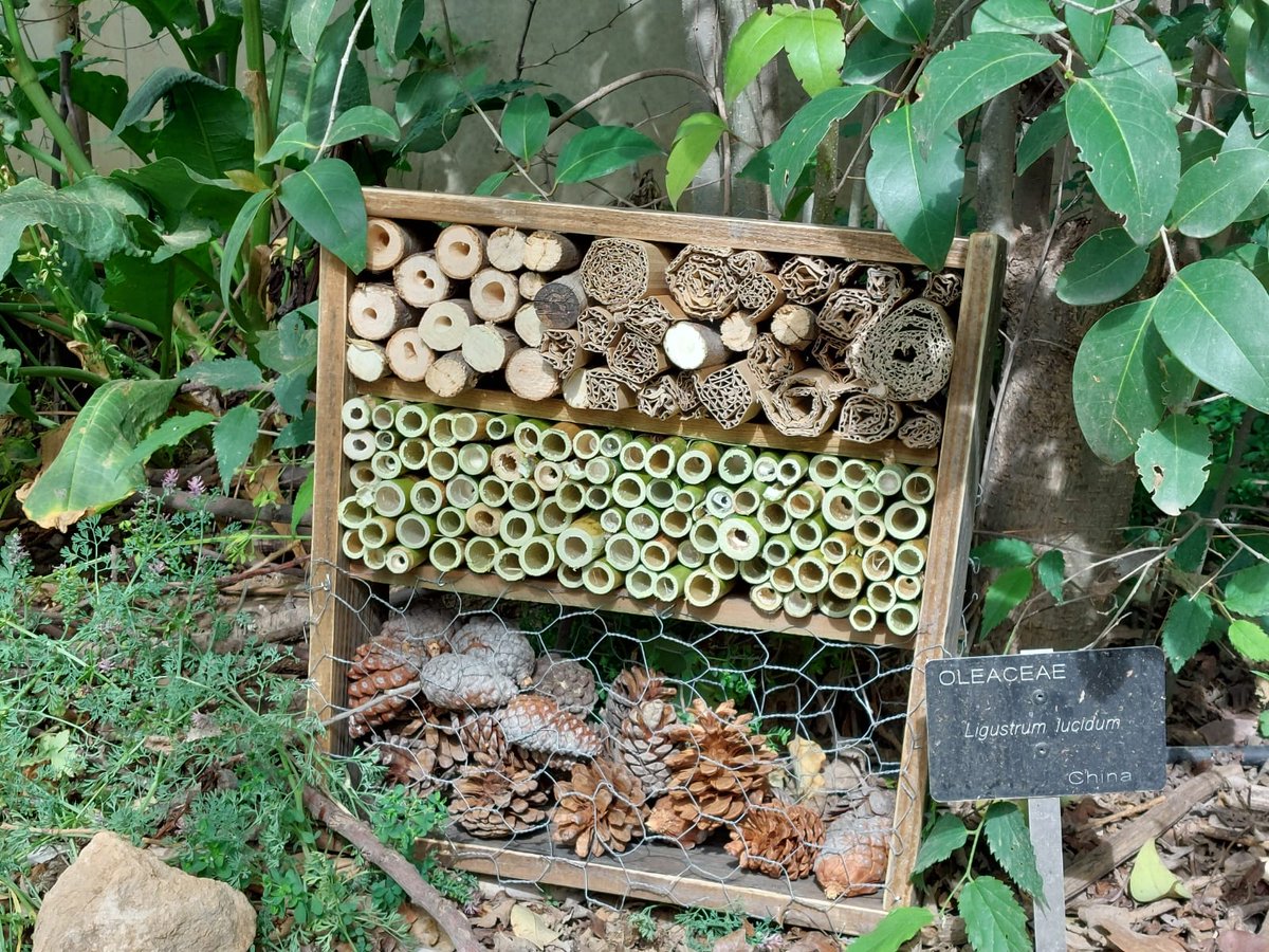 El otro día nos hicieron una visita del Clan Rovers, del grupo scout de La Anunciata. 
Nos hicieron una donación de un hermoso hotel de insectos🐝, para colocarlo en el Jardín Botánico.

👏¡Muchas gracias!👏

#jardinbotanicoclm #clanrover #scout #scoutsanunciata398 #albacete