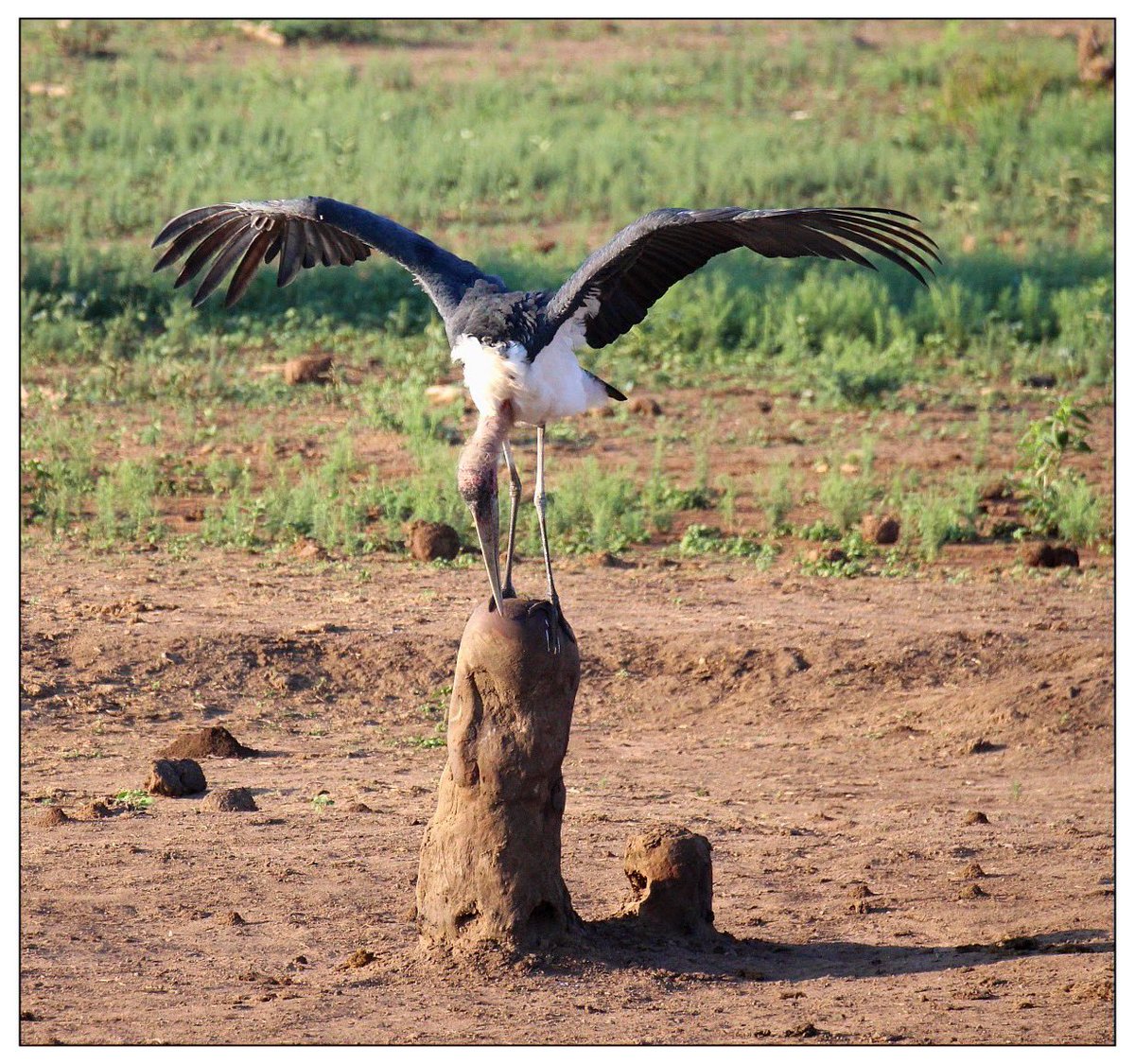 ..
🪽🪽

“Spread your wings. It’s time to fly!” 

A Marabou Stork about to take off….

📸 My own.
🇿🇦 #MadikweGameReserve