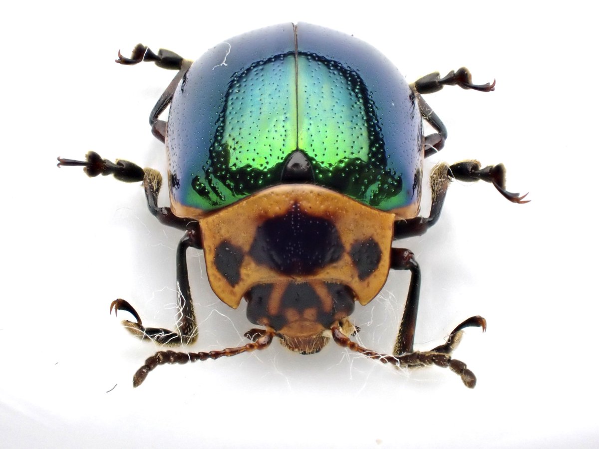 DamasterCarabus tweet picture