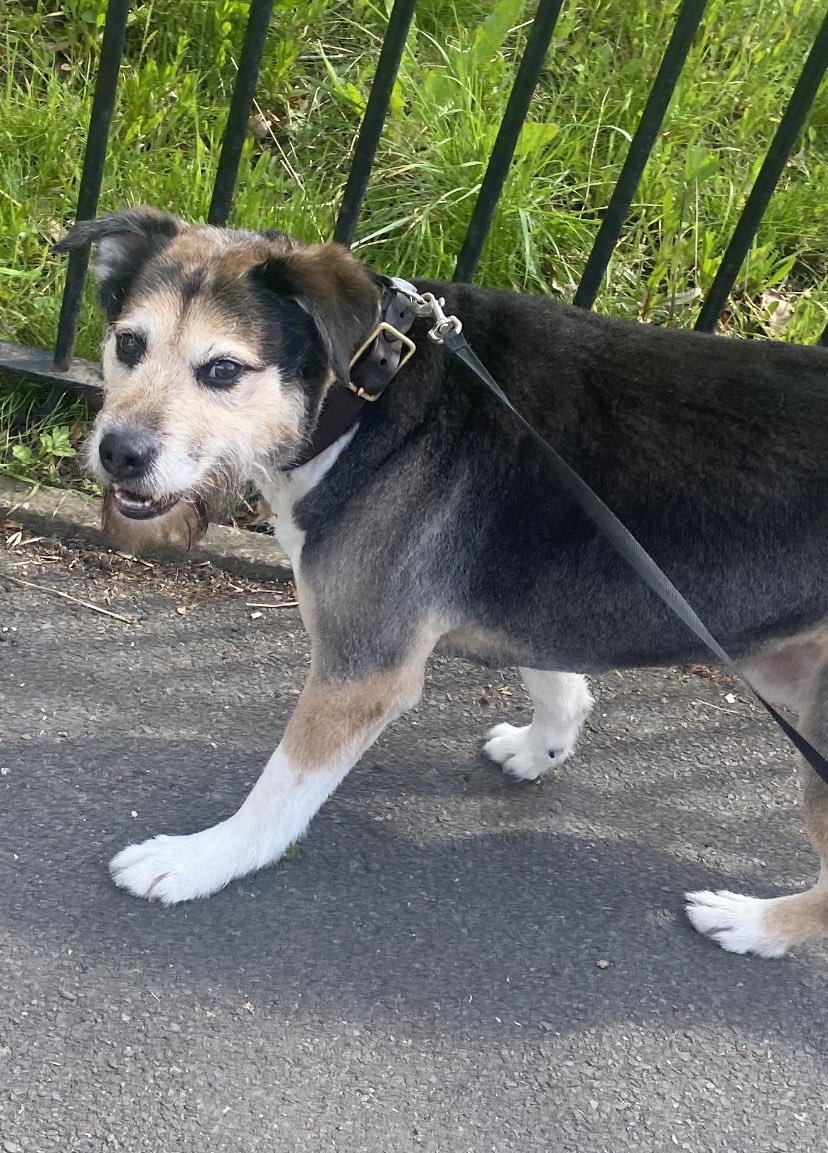 I know some of you wanted an Alfie update. His stitches have healed up thankfully.. He got his summer haircut yesterday. He’s an old man these days and a bit slow on his feet. He has a lot of friends and is enjoying life 🐾 🐶