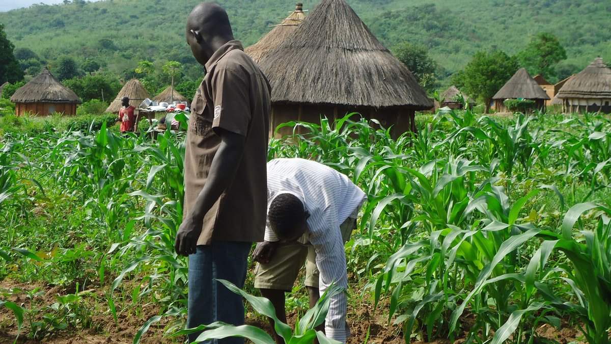 It has never been this bad for Nigeria's Agriculture.

In all of my years of practicing we hit a new low this season. Our complaints for the past 10yrs none has been solved now we have fresh issues.
- Insecurities abound
- The roads are worn out
- Capital investment at an all…