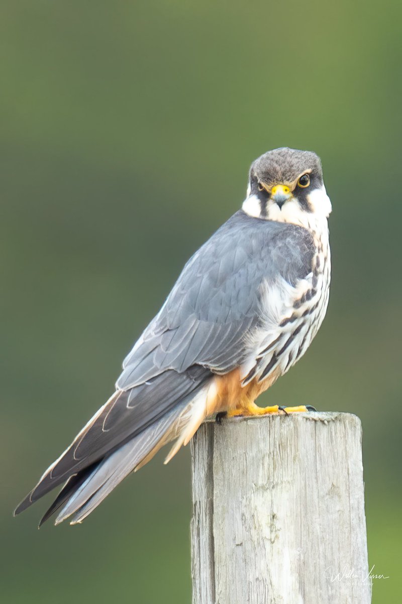 VisserWillemJ's tweet photo. Tijdens een wandeling door de Waterleidingduinen liet deze Boomvalk zich heel makkelijk fotograferen. Een vogelsoort die ik nog niet eerder voor de camera heb gehad. De natuur zorgt altijd voor mooie verassingen!
.
#Boomvalk #Natuurfotografie #Vogelfotografie @vogelnieuws https://t.co/JTFIadyhlY