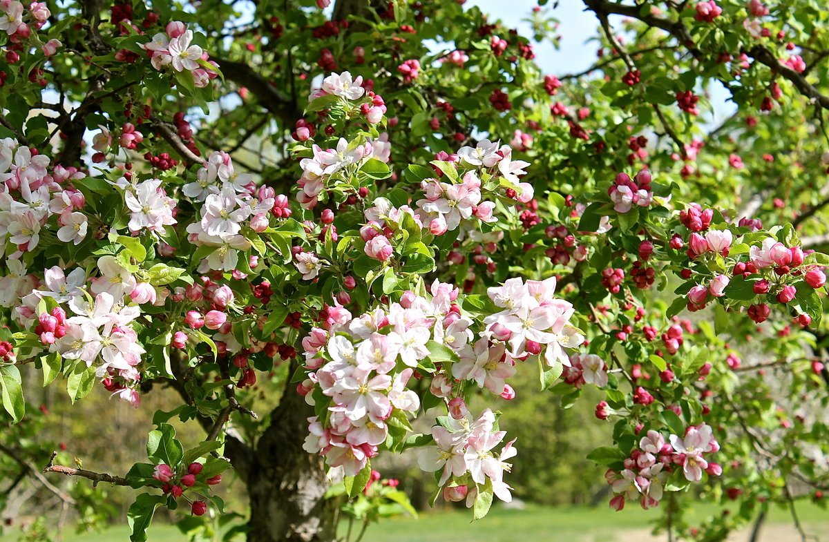 apple tree in bloom...