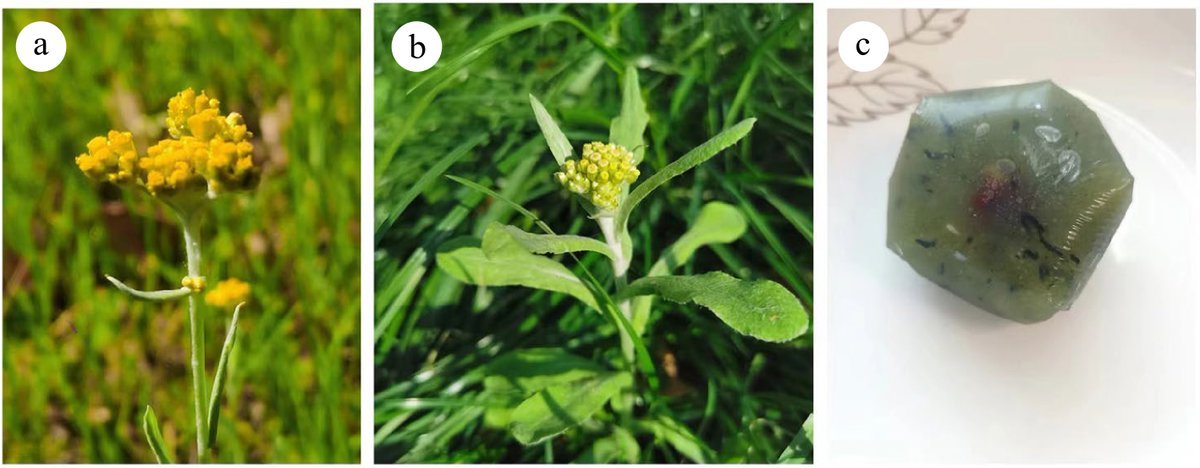 #MPB 
Unlocking the potential of Gnaphalium genus! 

From traditional uses to modern pharmacology, this review explores its therapeutic properties.

@HortiPlant #HerbalMedicine #Pharmacology

Details: maxapress.com/article/doi/10…