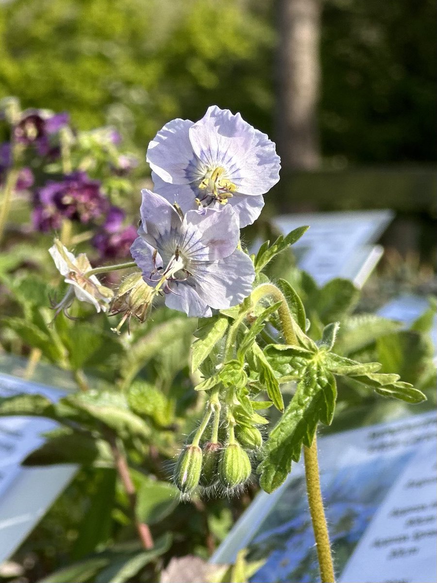 Geranium phaeum ‘Waterer’s Blue’ on the sales area, some of the most robust garden plants and quite happy in most positions too! #geraniumwaterersblue #geraniumphaeum #cottagegarden #hardyplants #geranium #peatfree #englishgardens #grownnotflown #seagatenurseries
