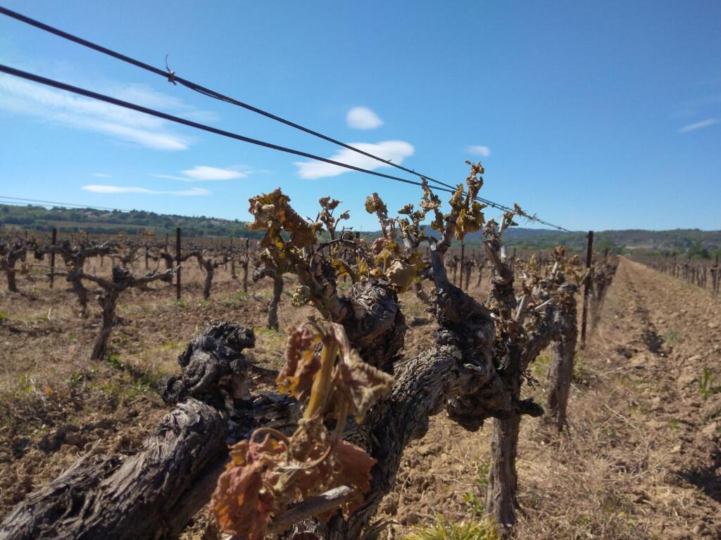 @alpes1 @BFM_DICI @LaProvenceAlpes @HPInfo Suite à 2 épisodes de gel, 80% du vignoble des AHP est anéanti. Un désastre pour nos viticulteurs et caves coopératives désespérés. Je viens d'adresser une demande d'aide à #MFesneau. La classification en catastrophe naturelle s'impose.