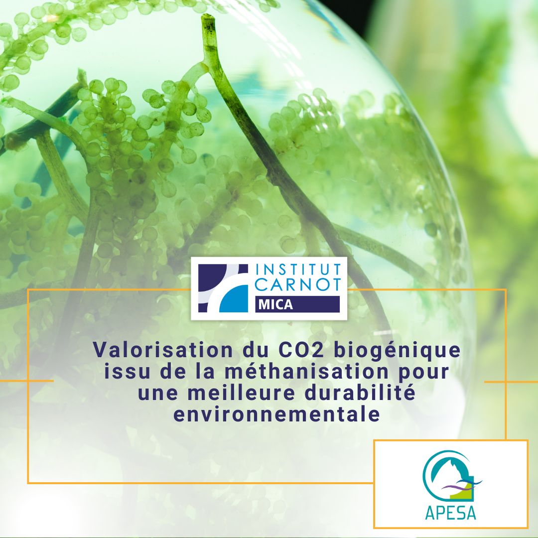 Carnot MICA (@carnotmica) on Twitter photo Avec plus de 1 300 unités de méthanisation en France en 2022, la nécessité de valoriser efficacement les co-produits tels que le CO2 et le digestat n'a jamais été aussi cruciale.
Découvrez le projet starter "VCO2M" mené par <a href="/APESAvalorisat2/">APESA Pôle valorisation</a>.
➔ linkedin.com/feed/update/ur… Avec plus de 1 300 unités de méthanisation en France en 2022, la nécessité de valoriser efficacement les co-produits tels que le CO2 et le digestat n'a jamais été aussi cruciale.
Découvrez le projet starter "VCO2M" mené par <a href="/APESAvalorisat2/">APESA Pôle valorisation</a>.
➔ linkedin.com/feed/update/ur…