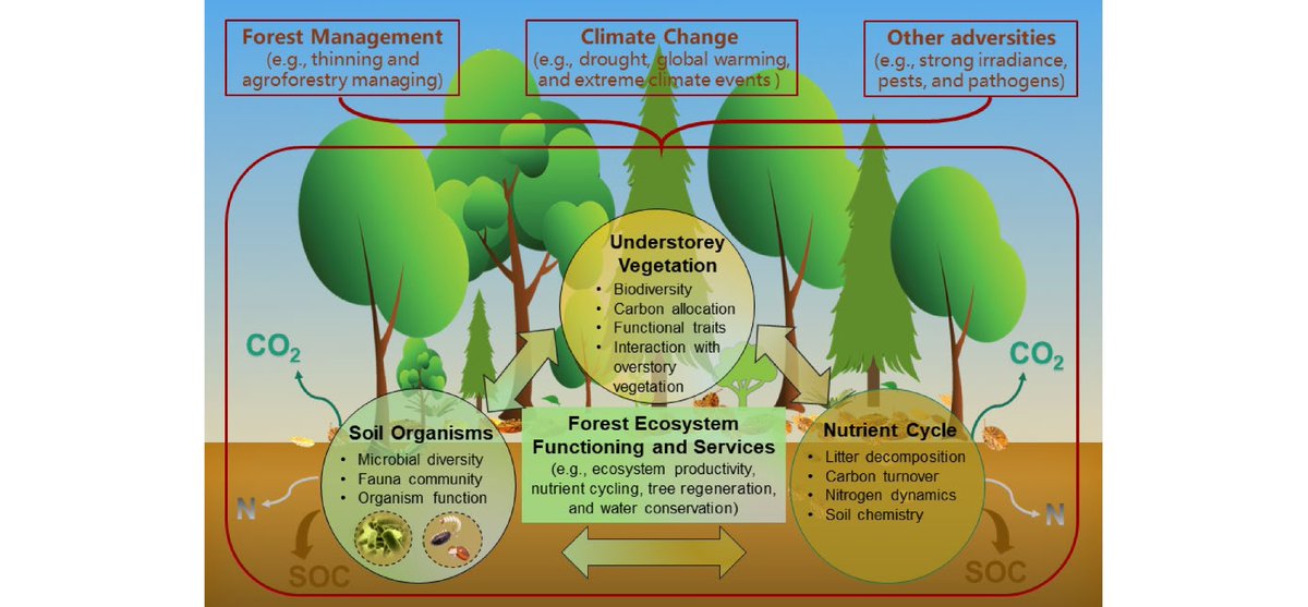 #ForestryRes

This review highlights the pivotal role of understory vegetation in forest ecosystems, emphasizing its diversity, functions, and management implications amidst global climate change. 

@ForestryRes #ForestEcology #biodiversity

Details: maxapress.com/article/doi/10…